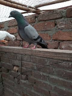 Parwazi