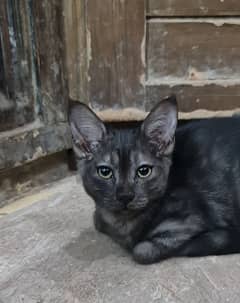 Siamese