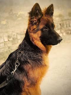 German