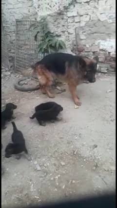 gsd