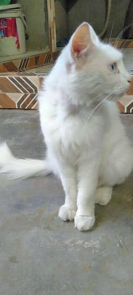 Persian Cat 1