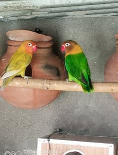 Lovebirds,green
