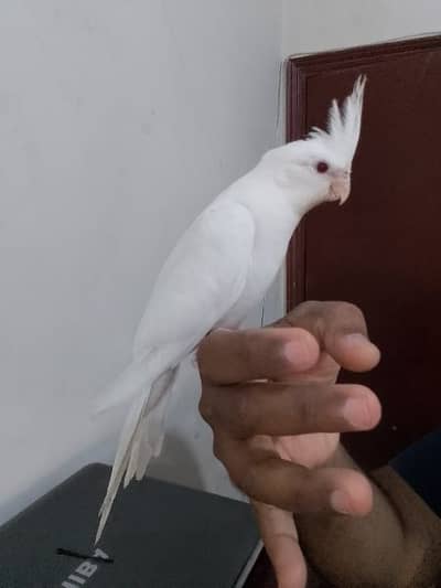 Cockatiel - Birds for sale in Karachi