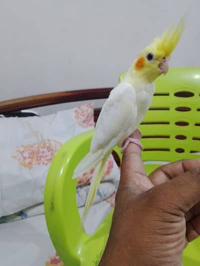 Cockatiel - Birds for sale in Karachi
