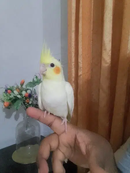 Cockatiel - Birds for sale in Karachi — photo 3