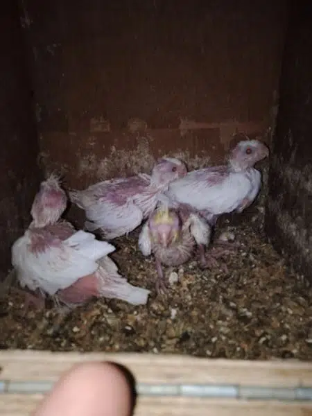 Cockatiel - Birds for sale in Karachi — photo 4