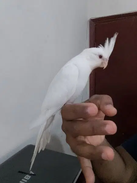 Cockatiel - Birds for sale in Karachi — photo 5