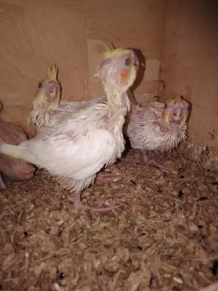 Cockatiel - Birds for sale in Karachi — photo 6