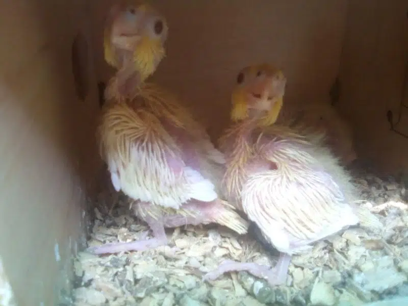 Cockatiel - Birds for sale in Karachi — photo 7