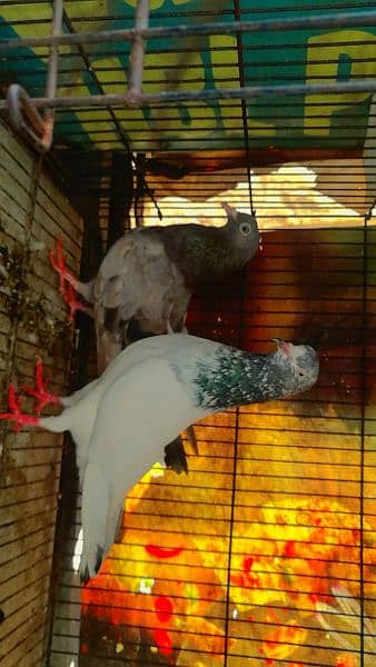 teddy male and indiyan female pair health and active pair