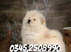 Chow