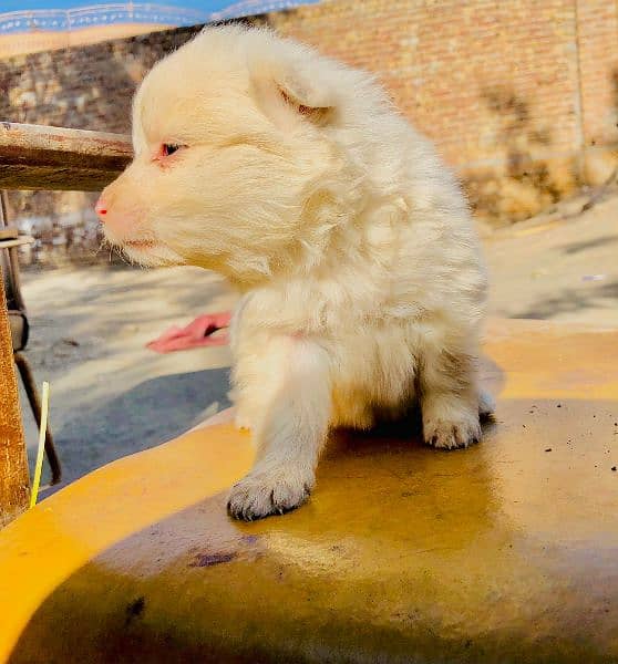 Russian pups 0
