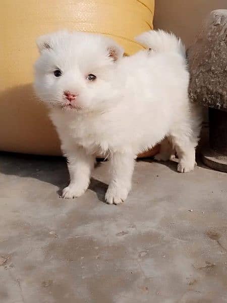 Russian pups 1
