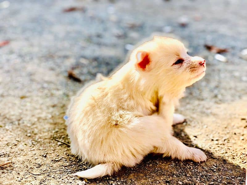 Russian pups 2