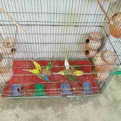 Australian bajri  parrots totay for sale