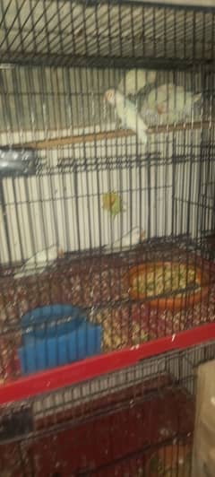 Albino black eyes chicks