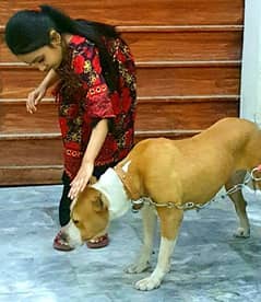 Pitbull