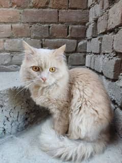 Persian