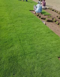 Natural carpit grass /natural grass
