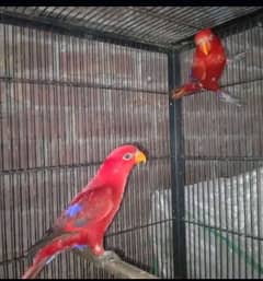 molocun