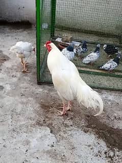 Heera