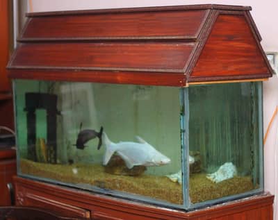 fish aquarium for sale