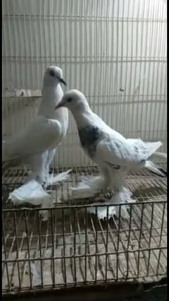 Pigeon in Pakistan, Free classifieds in Pakistan | OLX.com.pk