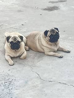 pug males available for stud and also pups available