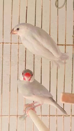 white java silver java fawn java opal java chicks for sale