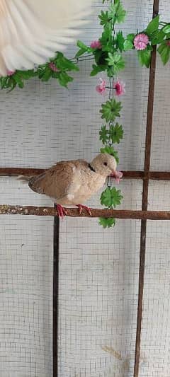 Doves for sale