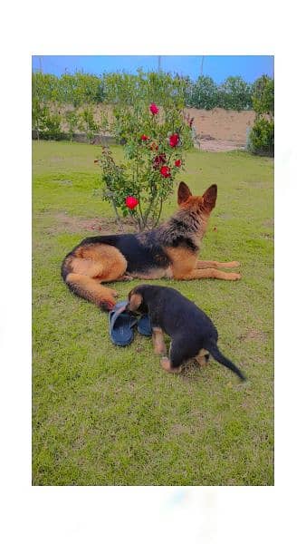 German shepherd Male puppy long coated