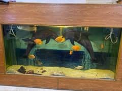 Aquariums for sale with fish