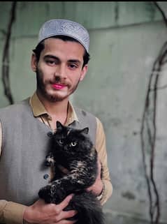 persian
