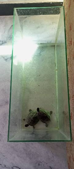 aquarium