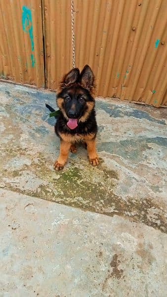 German shepherd/black German shepherd puppies available 1