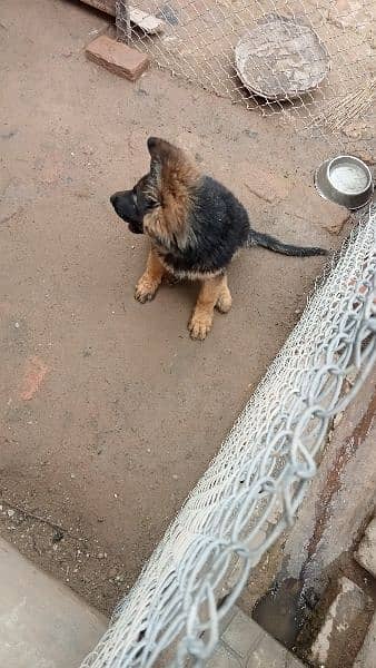 German shepherd/black German shepherd puppies available 2