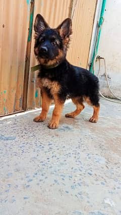 German shepherd/black German shepherd puppies available