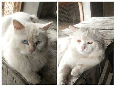 triple coted pair for sale