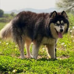 Siberian