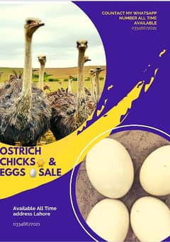 Ostrich chicks and eggs