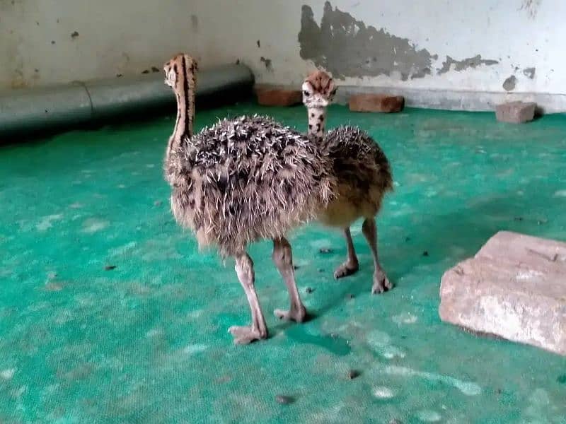 Ostrich chicks and eggs 1