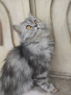 Persian Kitten