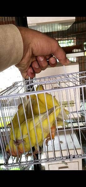 common Latino red eyes 6 pice for sale
