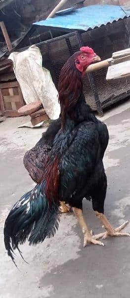 Aseel paths for sale