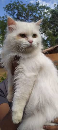 Persian cat /Doll face /Punch face/semi face kitten