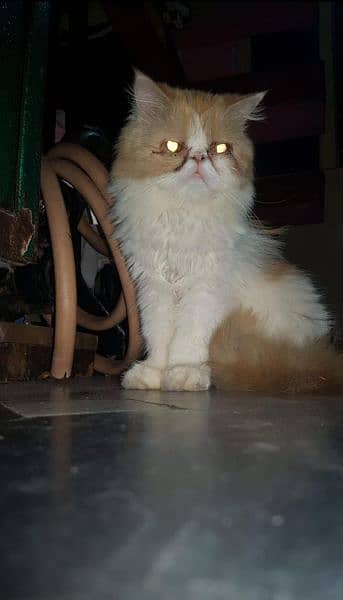 Persian cat /Doll face /Punch face/semi face kitten 5