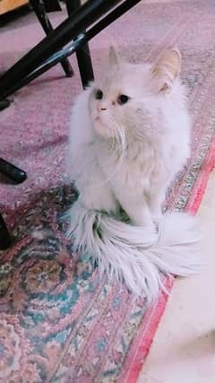Persian cat /Doll face /Punch face/semi face kitten