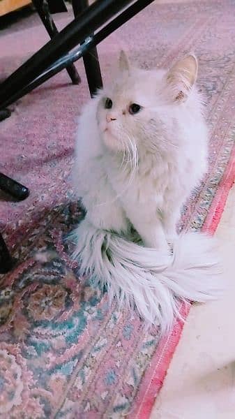 Persian cat /Doll face /Punch face/semi face kitten 4