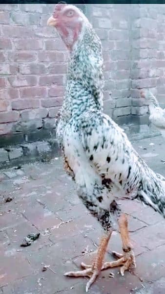 OH Shamo eggs and also chicks coco colour 2021 aur 2022ring birds ...