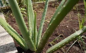 Aloe Vera and other plants available
